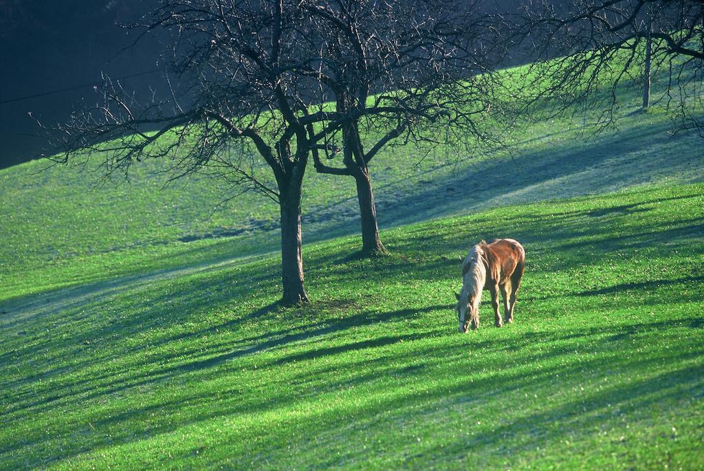 Vila Tourist Farm Ljubica Poljane nad Škofjo Loko Exteriér fotografie