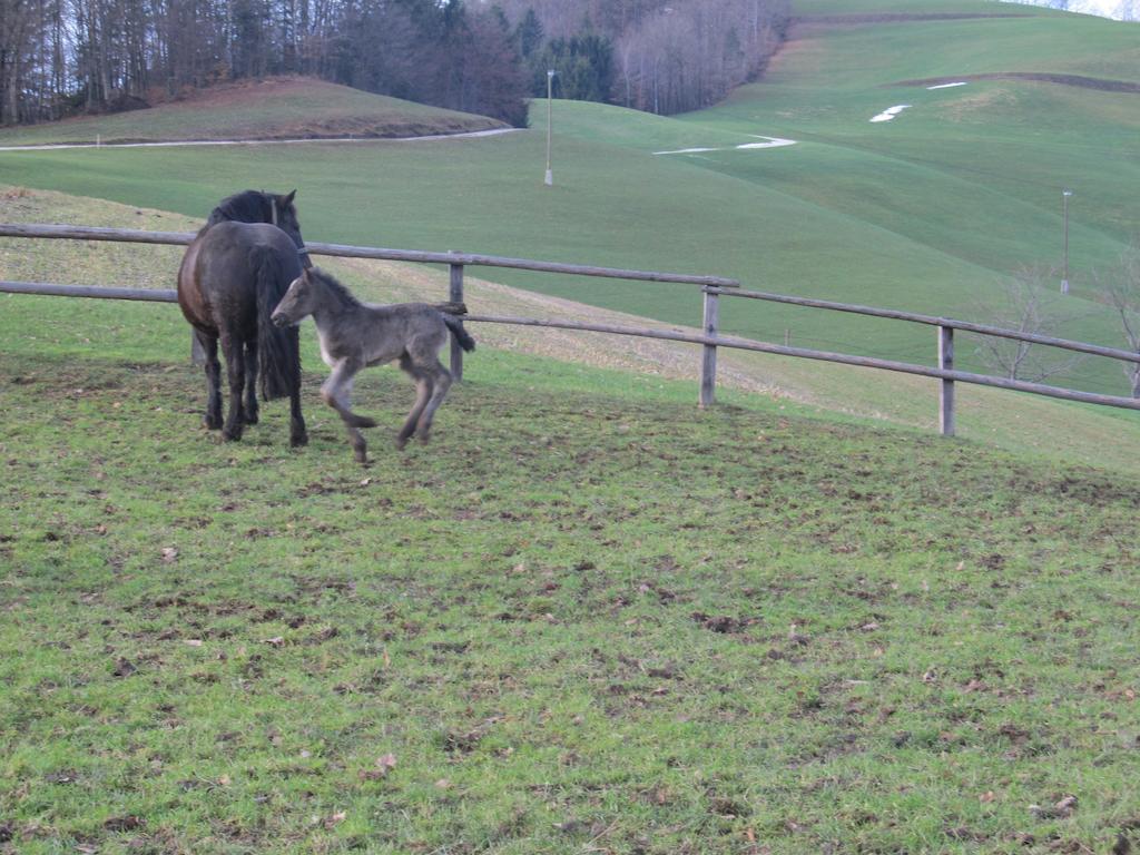 Vila Tourist Farm Ljubica Poljane nad Škofjo Loko Exteriér fotografie